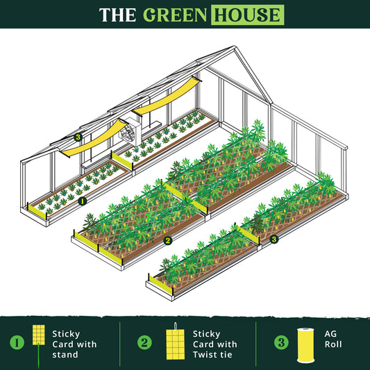 How to Use Sticky Traps for Effective Pest Management in Cannabis Cultivation