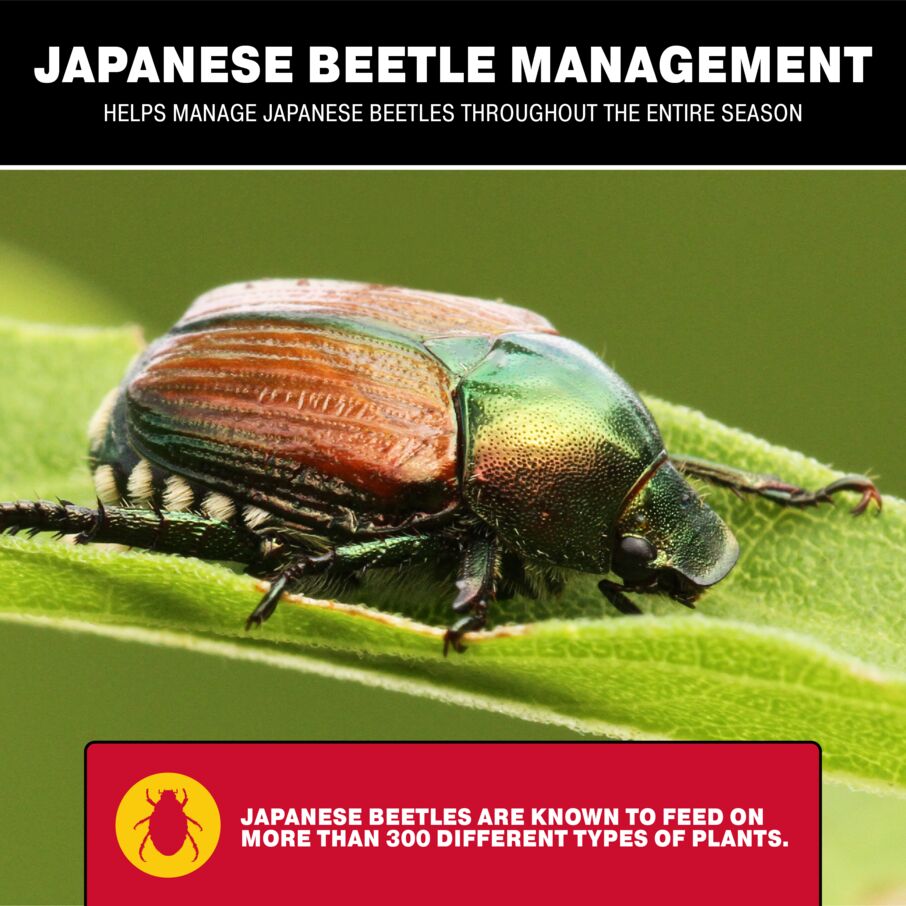 Japanese Beetle Bag Trap